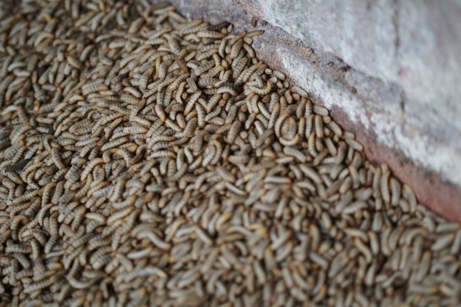 A close-up view of a dense pile of beige and light brown curled woodworm larvae spread across a dark surface next to a weathered brick wall, with some larvae overlapping each other. The brick wall sho